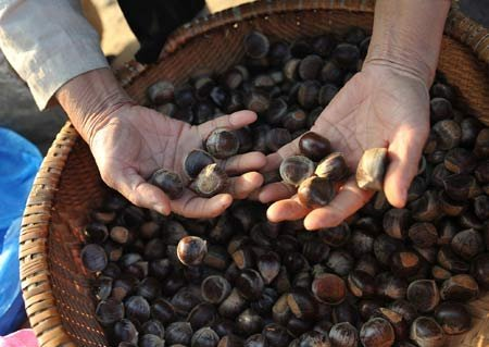 Chestnut season in northern province